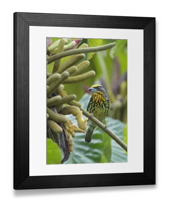 Framed Print : Gilded barbet (Capito auratus)