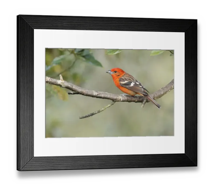 Framed Print : Flame-colored Tanager (Piranga bidentata) Framed Print : Flame-colored Tanager (Piranga bidentata)