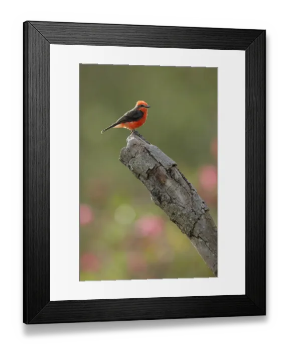 Framed Print : Vermilion Flycatcher (Pyrocephalus rubinus) Framed Print : Vermilion Flycatcher (Pyrocephalus rubinus)
