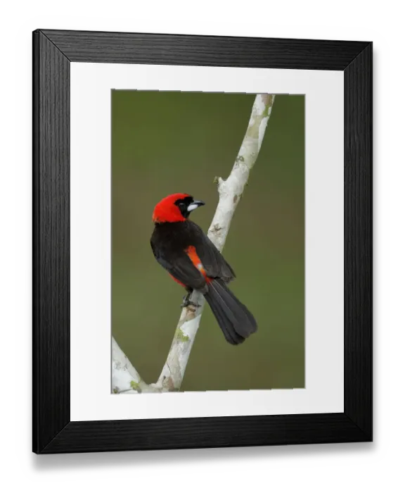 Framed Print : Masked crimson Tanager (Ramphocelus nigrogularis) Framed Print : Masked crimson Tanager (Ramphocelus nigrogularis)