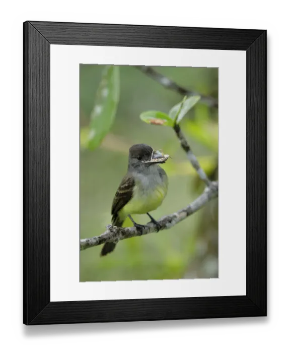 Framed Print : Dusky-capped Flycatcher (Myiarchus tuberculifer) Framed Print : Dusky-capped Flycatcher (Myiarchus tuberculifer)