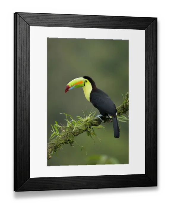 Framed Print : Keel-billed Toucan (Ramphastos sulfuratus) Framed Print : Keel-billed Toucan (Ramphastos sulfuratus)