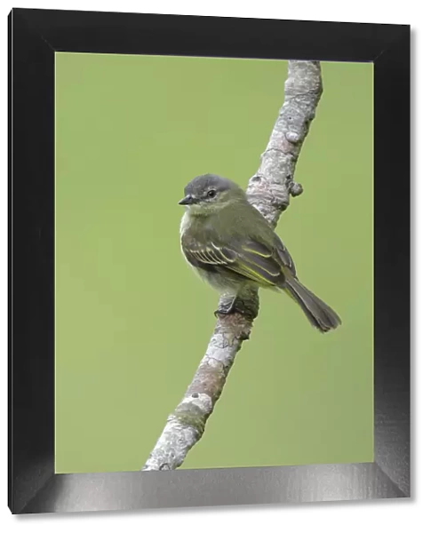Slender-footed Tyrannulet (Zimmerius gracilipes)