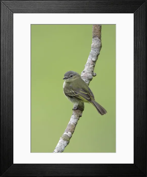 Framed Print : Slender-footed Tyrannulet (Zimmerius gracilipes) Framed Print : Slender-footed Tyrannulet (Zimmerius gracilipes)
