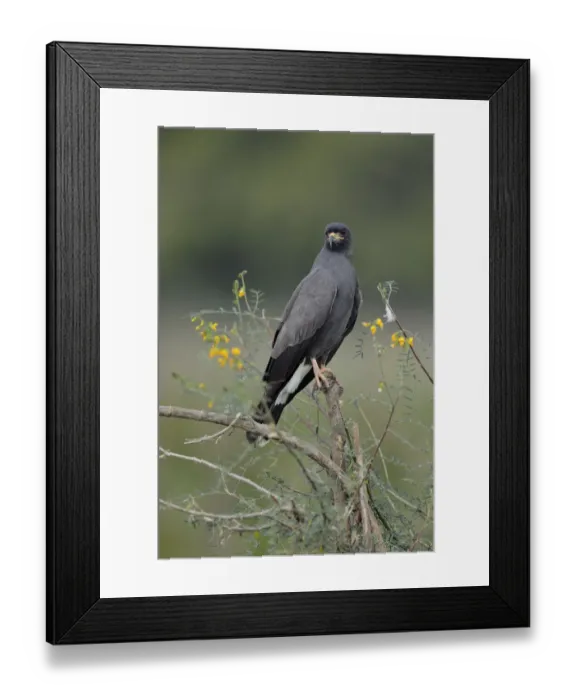 Framed Print : Snail Kite (Rostrhamus sociabilis) Framed Print : Snail Kite (Rostrhamus sociabilis)
