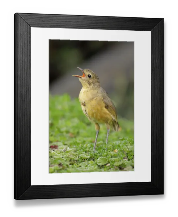 Framed Print : Tawny Antpitta (Grallaria quitensis) Framed Print : Tawny Antpitta (Grallaria quitensis)