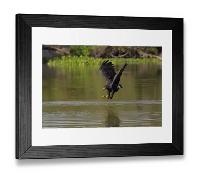 Framed Print : Great Black Hawk (Buteogallus urubitinga) Framed Print : Great Black Hawk (Buteogallus urubitinga)