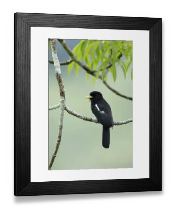Framed Print : Yellow-billed Nunbird (Monasa flavirostris) Framed Print : Yellow-billed Nunbird (Monasa flavirostris)