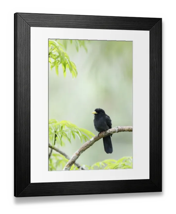 Framed Print : Yellow-billed Nunbird (Monasa flavirostris) Framed Print : Yellow-billed Nunbird (Monasa flavirostris)