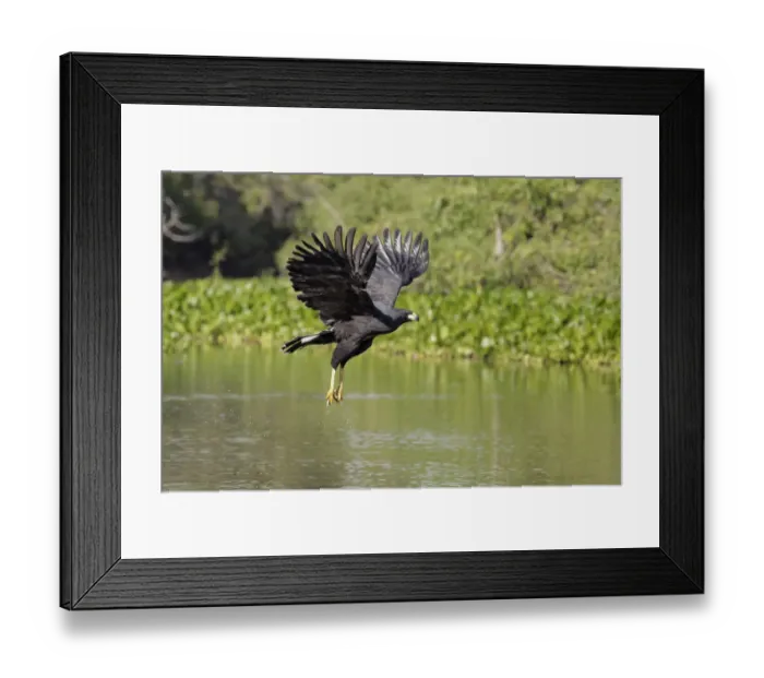 Framed Print : Great Black Hawk (Buteogallus urubitinga)