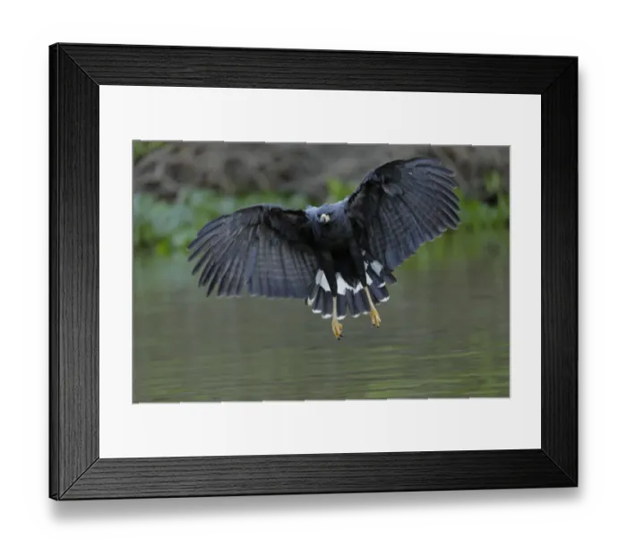 Framed Print : Great Black Hawk (Buteogallus urubitinga) Framed Print : Great Black Hawk (Buteogallus urubitinga)