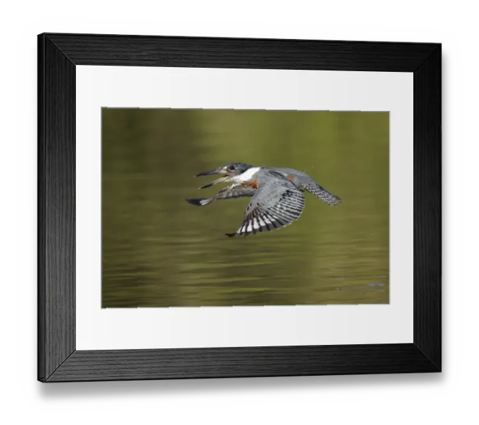 Framed Print : Ringed Kingfisher (Megaceryle torquata) Framed Print : Ringed Kingfisher (Megaceryle torquata)