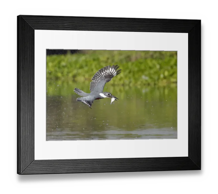 Framed Print : Ringed Kingfisher (Megaceryle torquata) Framed Print : Ringed Kingfisher (Megaceryle torquata)