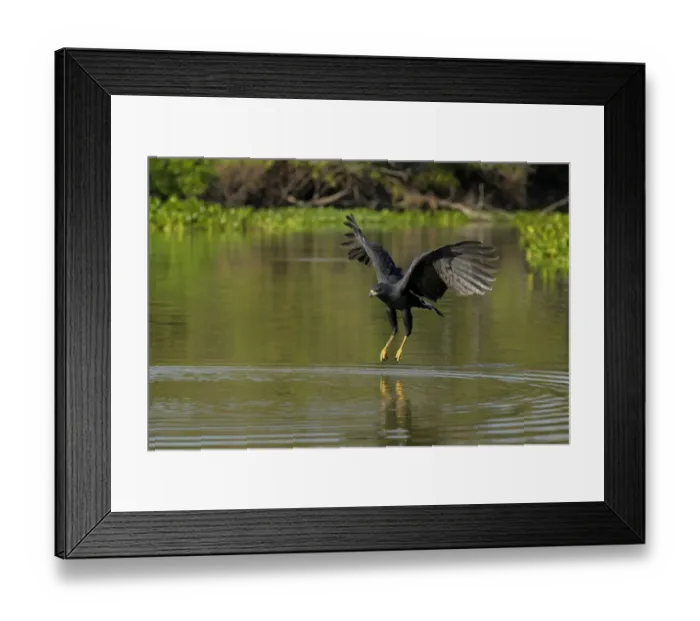 Framed Print : Great Black Hawk (Buteogallus urubitinga) Framed Print : Great Black Hawk (Buteogallus urubitinga)