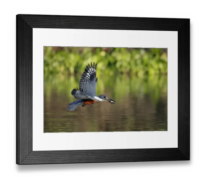 Framed Print : Ringed Kingfisher (Megaceryle torquata) Framed Print : Ringed Kingfisher (Megaceryle torquata)