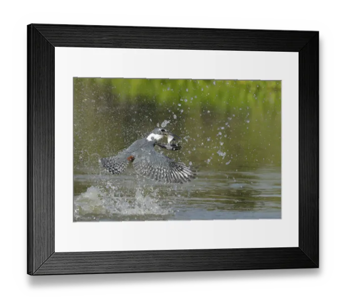 Framed Print : Ringed Kingfisher (Megaceryle torquata) Framed Print : Ringed Kingfisher (Megaceryle torquata)