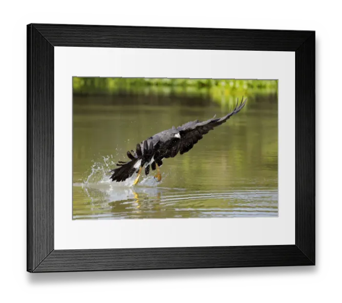 Framed Print : Great Black Hawk (Buteogallus urubitinga) Framed Print : Great Black Hawk (Buteogallus urubitinga)