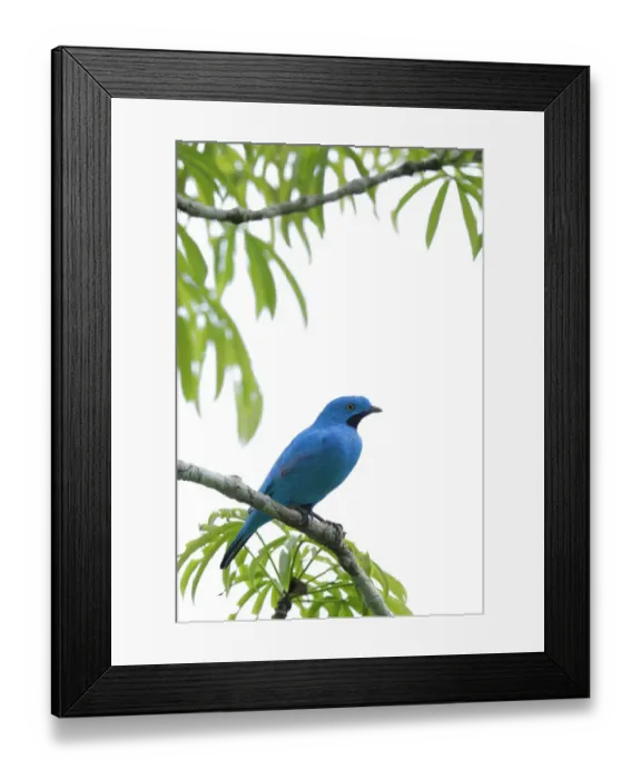 Framed Print : Plum-throated Cotinga (Cotinga maynana) Framed Print : Plum-throated Cotinga (Cotinga maynana)