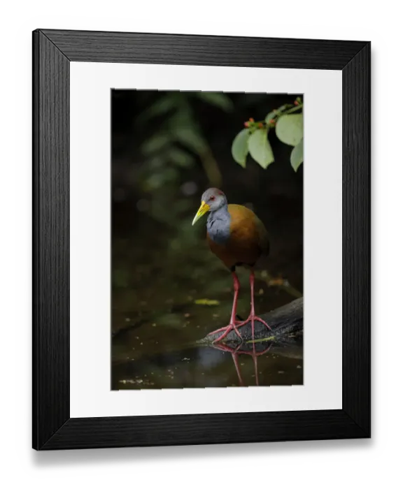 Framed Print : Gray-cowled Wood-Rail (Aramides cajaneus) Framed Print : Gray-cowled Wood-Rail (Aramides cajaneus)