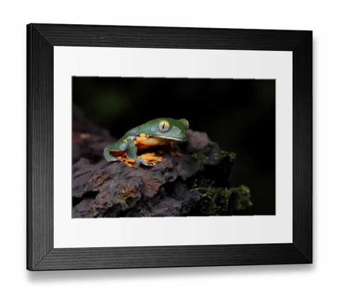 Framed Print : Splendid Leaf Frog Framed Print : Splendid Leaf Frog
