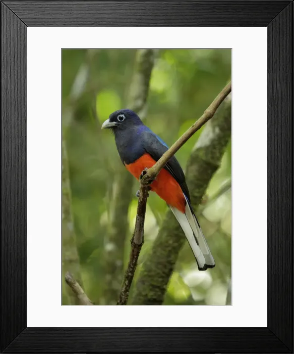 Framed Print : Bairds Trogon Framed Print : Bairds Trogon