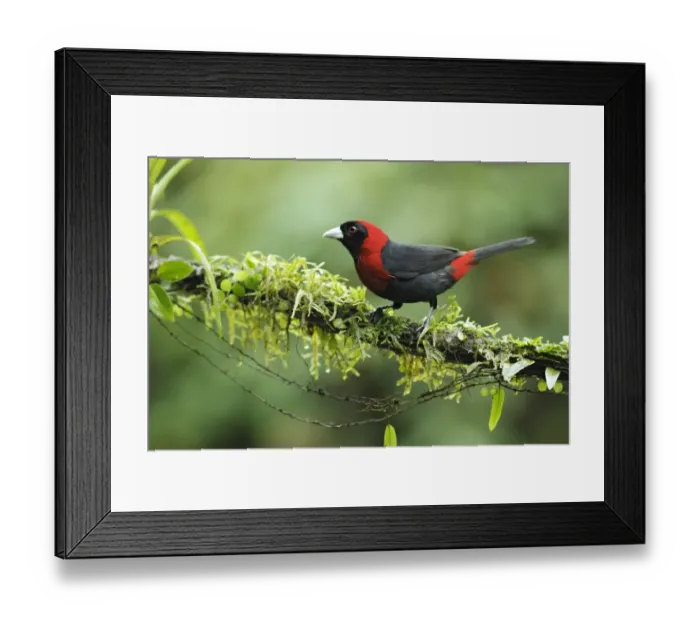 Framed Print : Crimson-collared Tanager