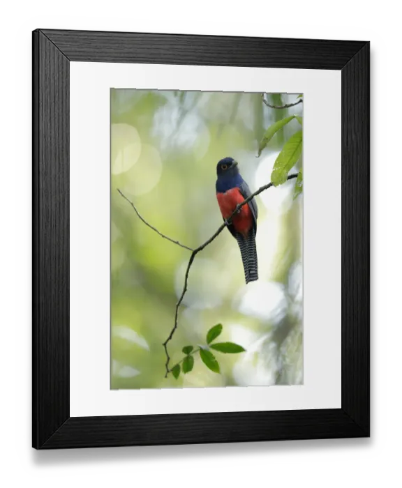 Framed Print : Blue-crowned Trogon (Trogon curucui) Framed Print : Blue-crowned Trogon (Trogon curucui)