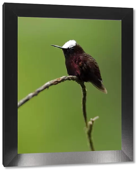 Snowcap Hummingbird