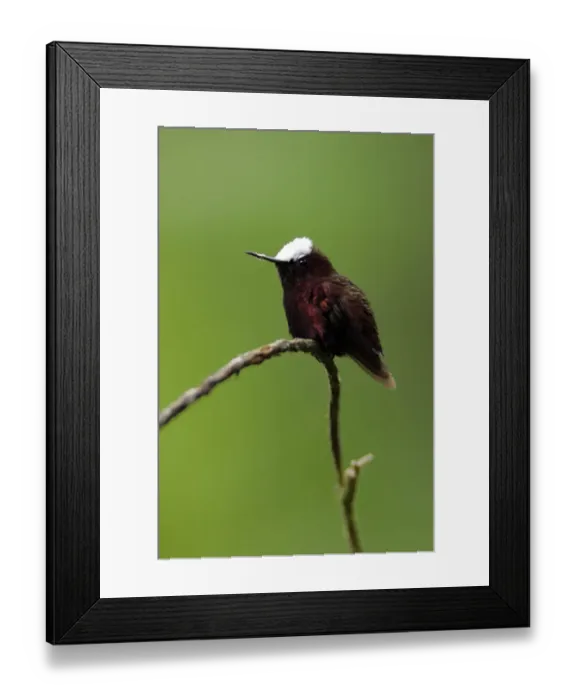 Framed Print : Snowcap Hummingbird Framed Print : Snowcap Hummingbird