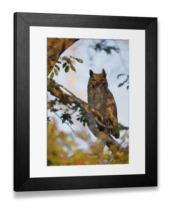 Framed Print : Great Horned Owl (Bubo virginianus) Framed Print : Great Horned Owl (Bubo virginianus)