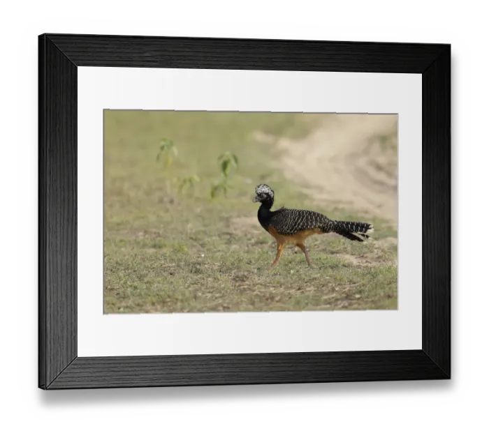Framed Print : Bare-faced Curassow (Crax fasciolata) Framed Print : Bare-faced Curassow (Crax fasciolata)