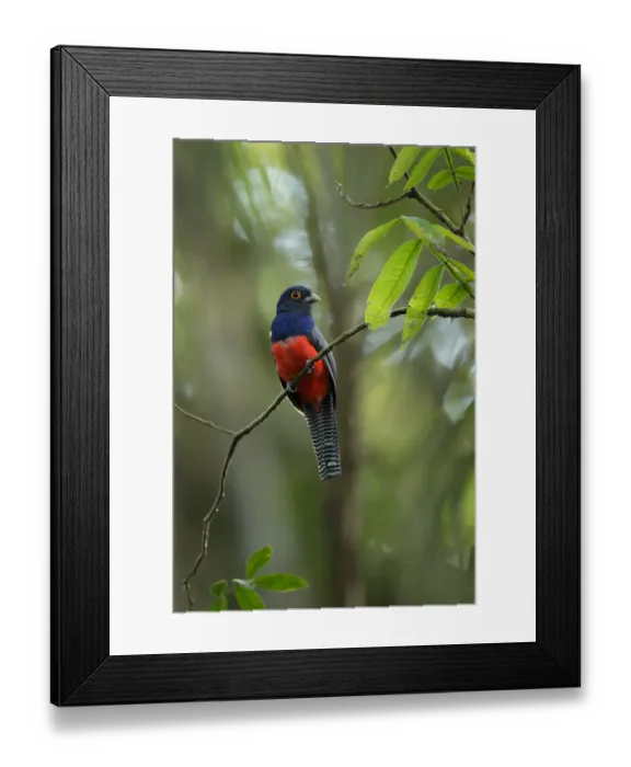 Framed Print : Blue-crowned Trogon (Trogon curucui) Framed Print : Blue-crowned Trogon (Trogon curucui)