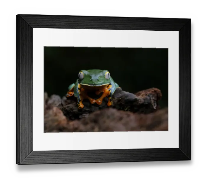 Framed Print : Splendid Leaf Frog
