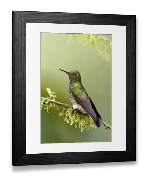 Framed Print : Buff-tailed Coronet (Boissonneaua flavescens) Framed Print : Buff-tailed Coronet (Boissonneaua flavescens)