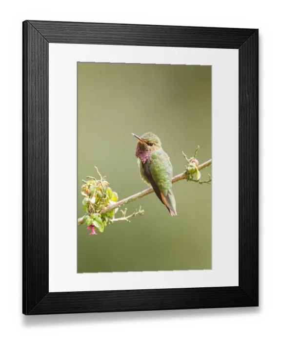 Framed Print : Volcano Hummingbird (Selasphorus flammula) Framed Print : Volcano Hummingbird (Selasphorus flammula)