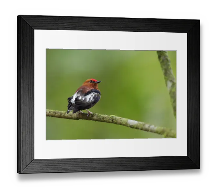 Framed Print : Club-winged Manakin Framed Print : Club-winged Manakin