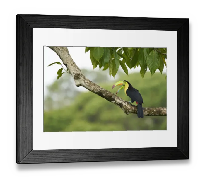 Framed Print : Keel-billed Toucan (Ramphastos sulfuratus) Framed Print : Keel-billed Toucan (Ramphastos sulfuratus)