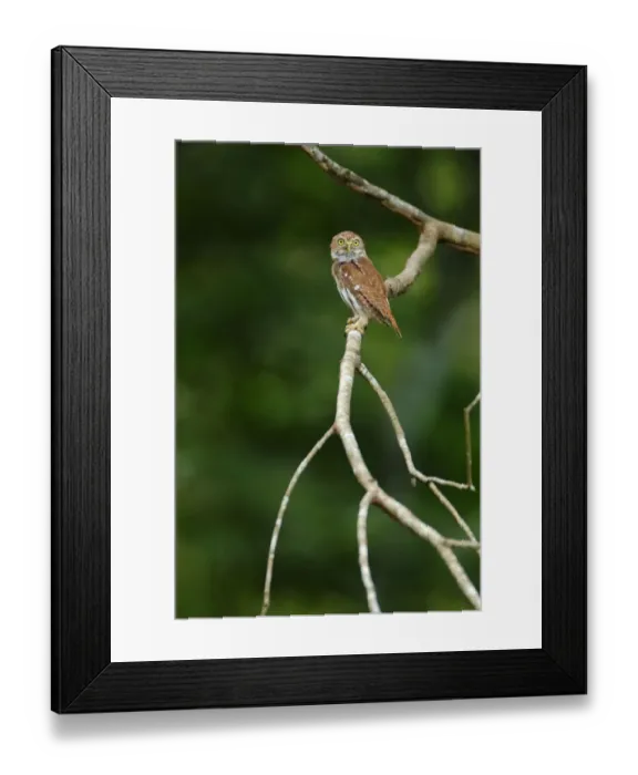 Framed Print : Ferruginous Pygmy-Owl Framed Print : Ferruginous Pygmy-Owl