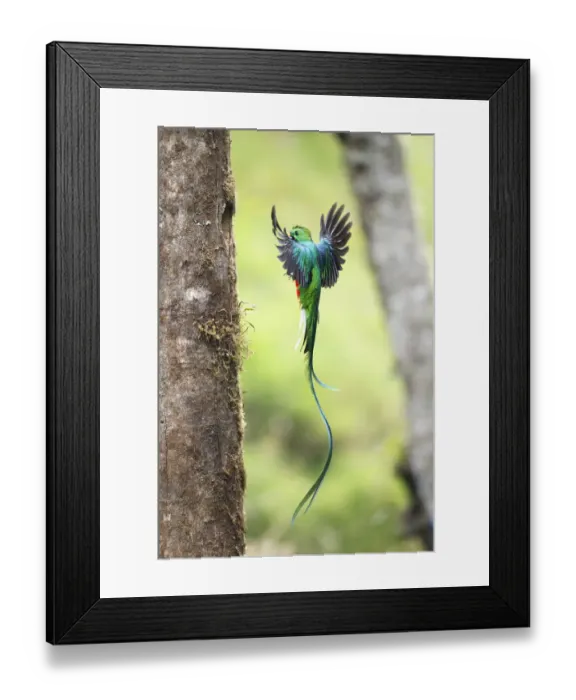 Framed Print : Resplendent Quetzal Framed Print : Resplendent Quetzal