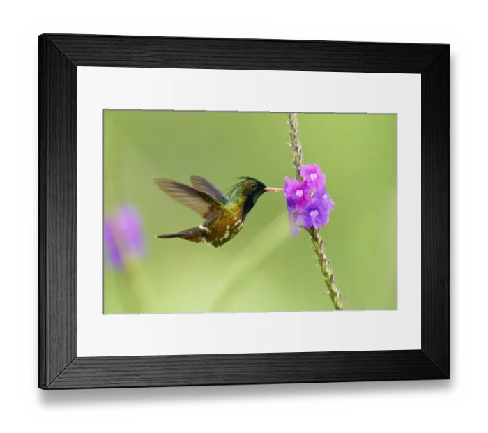 Framed Print : Black-crested Coquette (Lophornis helenae) Framed Print : Black-crested Coquette (Lophornis helenae)