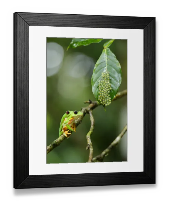 Framed Print : Gliding Tree Frog Framed Print : Gliding Tree Frog