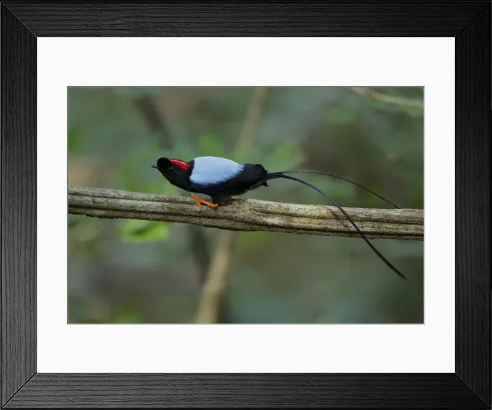 Framed Print : Long-tailed Manakin Framed Print : Long-tailed Manakin