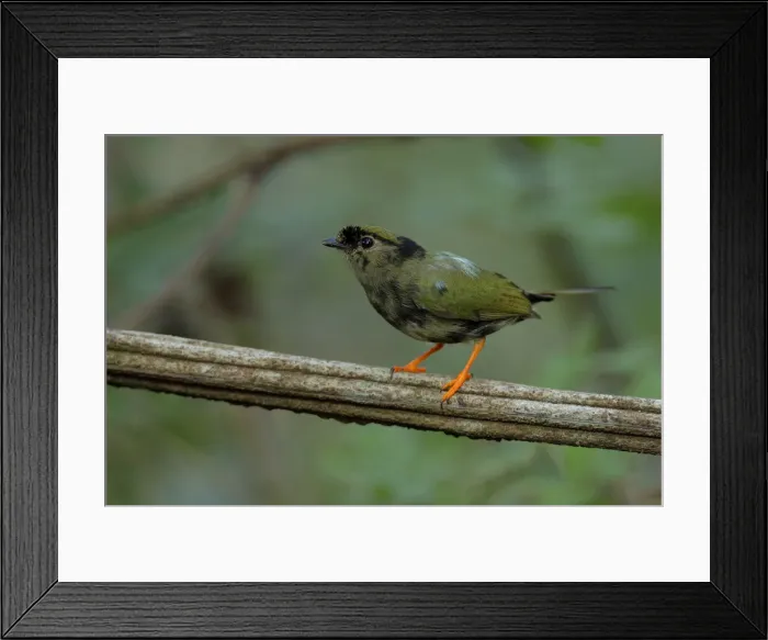 Framed Print : Long-tailed Manakin Framed Print : Long-tailed Manakin