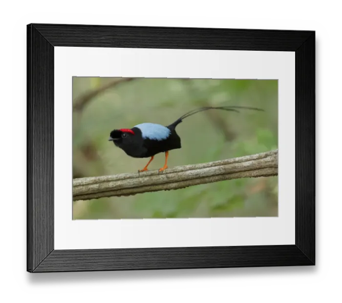 Framed Print : Long-tailed Manakin (Chiroxiphia linearis) Framed Print : Long-tailed Manakin (Chiroxiphia linearis)