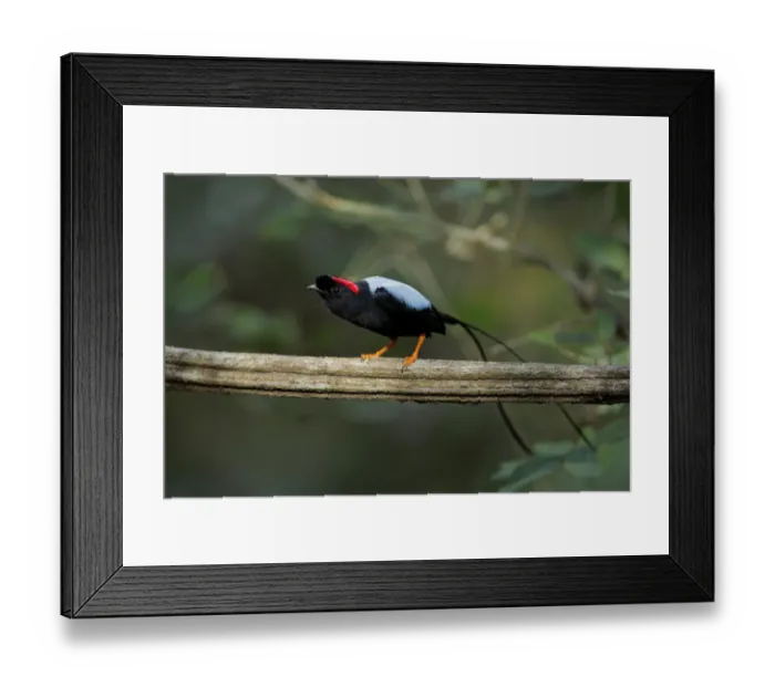 Framed Print : Long-tailed Manakin (Chiroxiphia linearis)