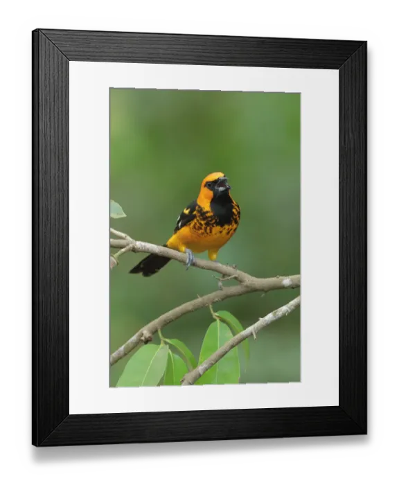 Framed Print : Spot-breasted Oriole Framed Print : Spot-breasted Oriole