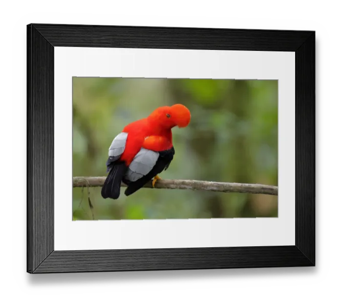 Framed Print : Andean Cock-of-the-rock (Rupicola peruvianus) at lek, Ecuador Framed Print : Andean Cock-of-the-rock (Rupicola peruvianus) at lek, Ecuador