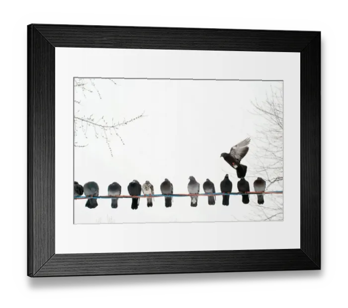 Framed Print : Row of pigeons on wire Framed Print : Row of pigeons on wire