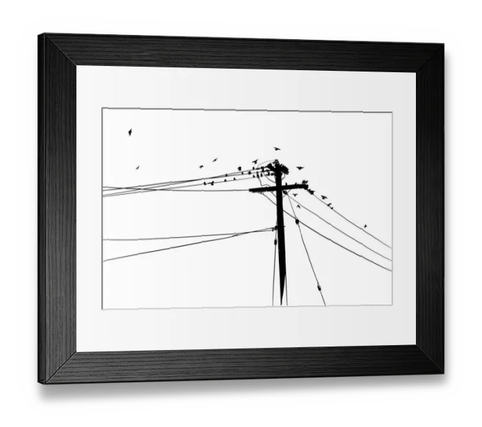 Framed Print : BirdsHangout Framed Print : BirdsHangout