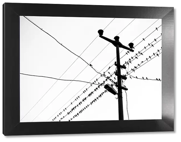Bird flock standing on power lines